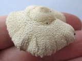 Leucocoprinus cepistipes image