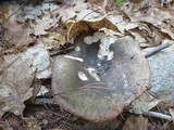 Russula variata image