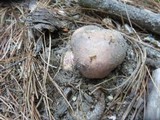 Russula variata image