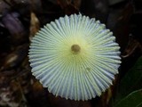 Leucocoprinus fragilissimus image