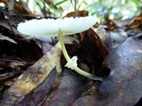 Leucocoprinus fragilissimus image