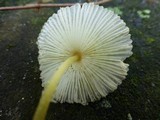 Leucocoprinus fragilissimus image