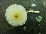 Leucocoprinus fragilissimus image