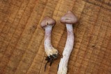 Inocybe lilacina image