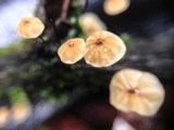 Marasmius exustoides image