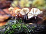 Marasmius exustoides image