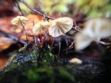 Marasmius exustoides image