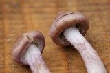 Inocybe lilacina image