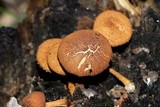 Flammulaster erinaceellus image