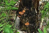 Flammulaster erinaceellus image