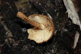 Flammulaster erinaceellus image