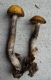 Leccinum luteum image