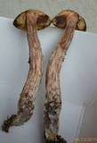 Leccinum luteum image