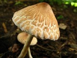 Leucoagaricus rubrotinctus image