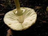 Leucoagaricus rubrotinctus image