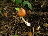 Leucoagaricus rubrotinctus image
