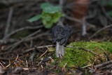 Helvella lacunosa image