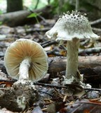Amanita onusta image