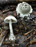 Amanita onusta image