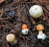 Amanita roseitincta image