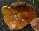 Leccinum subglabripes image