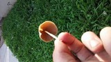 Conocybe apala image