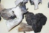Helvella lacunosa image