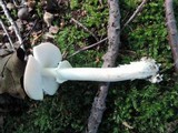 Amanita solaniolens image