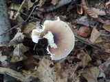 Amanita solaniolens image