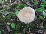 Amanita rubescens var. rubescens image
