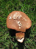 Tapinella atrotomentosa image