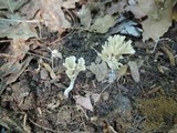 Aphelaria tuberosa image
