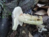 Retiboletus griseus image