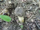 Retiboletus griseus image