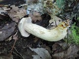 Retiboletus griseus image