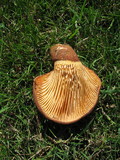 Tapinella atrotomentosa image