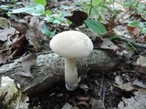 Boletus pallidus image