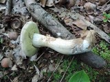 Boletus pallidus image