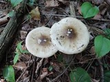 Amanita brunnescens image