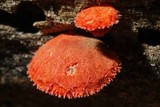 Crepidotus cinnabarinus image