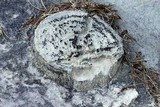 Lecidella stigmatea image