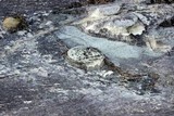 Lecidella stigmatea image