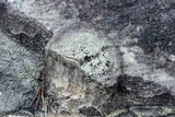 Lecidella stigmatea image