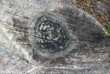 Lecidella stigmatea image