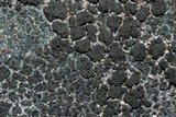 Placynthiella uliginosa image