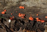 Crepidotus cinnabarinus image