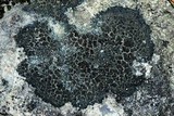 Placynthiella uliginosa image