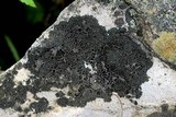 Placynthiella uliginosa image