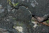 Placynthiella uliginosa image