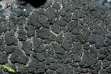 Placynthiella uliginosa image